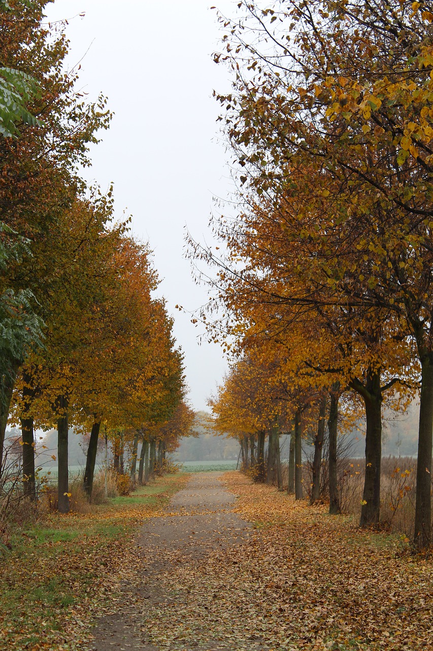 autumn avenue away free photo