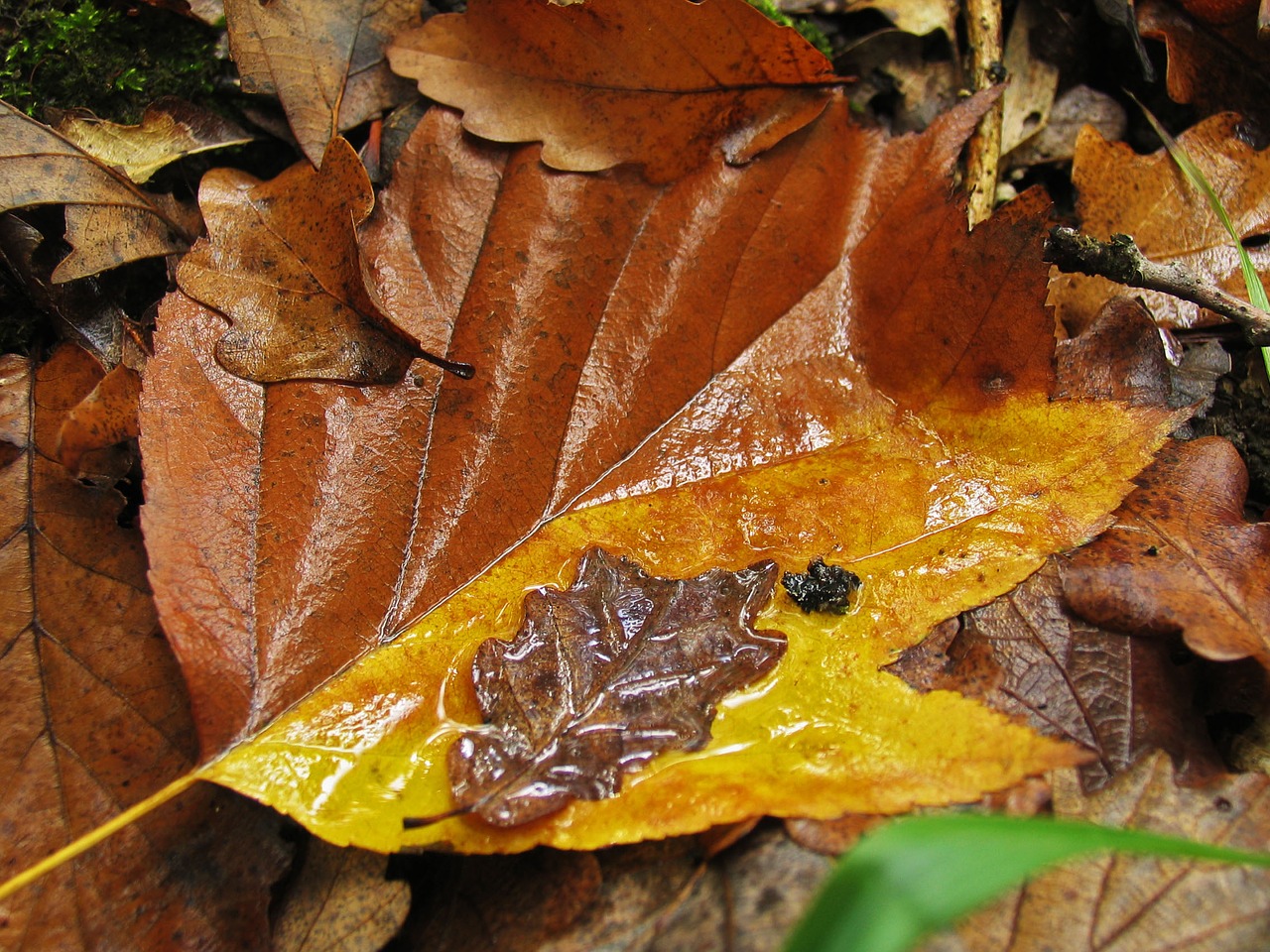 autumn yellow sheet autumn leaf free photo