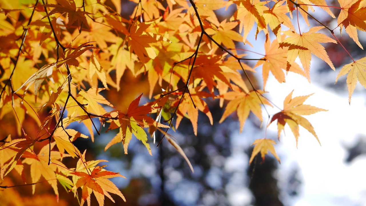 autumn maple japan free photo