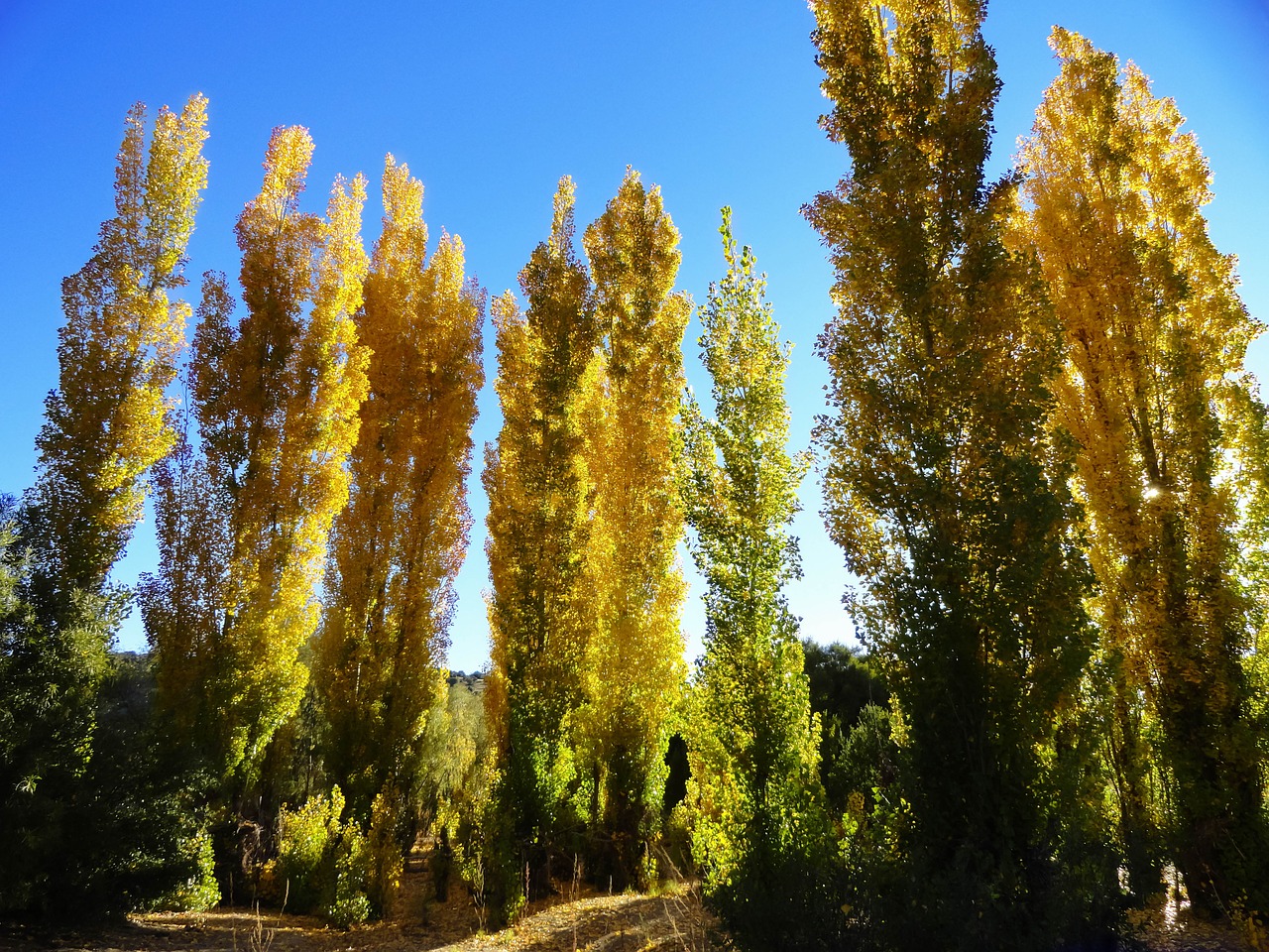 autumn trees nature free photo