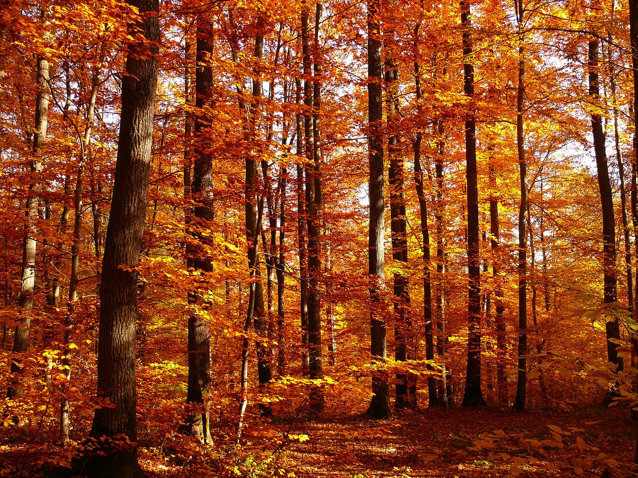 autumn forest fall foliage free photo