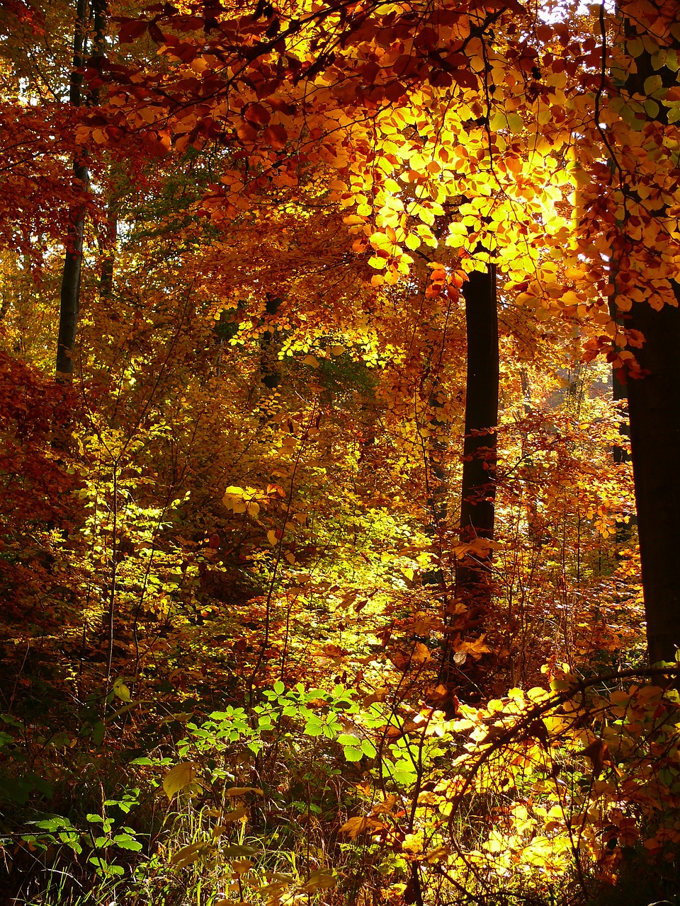 autumn forest golden autumn free photo