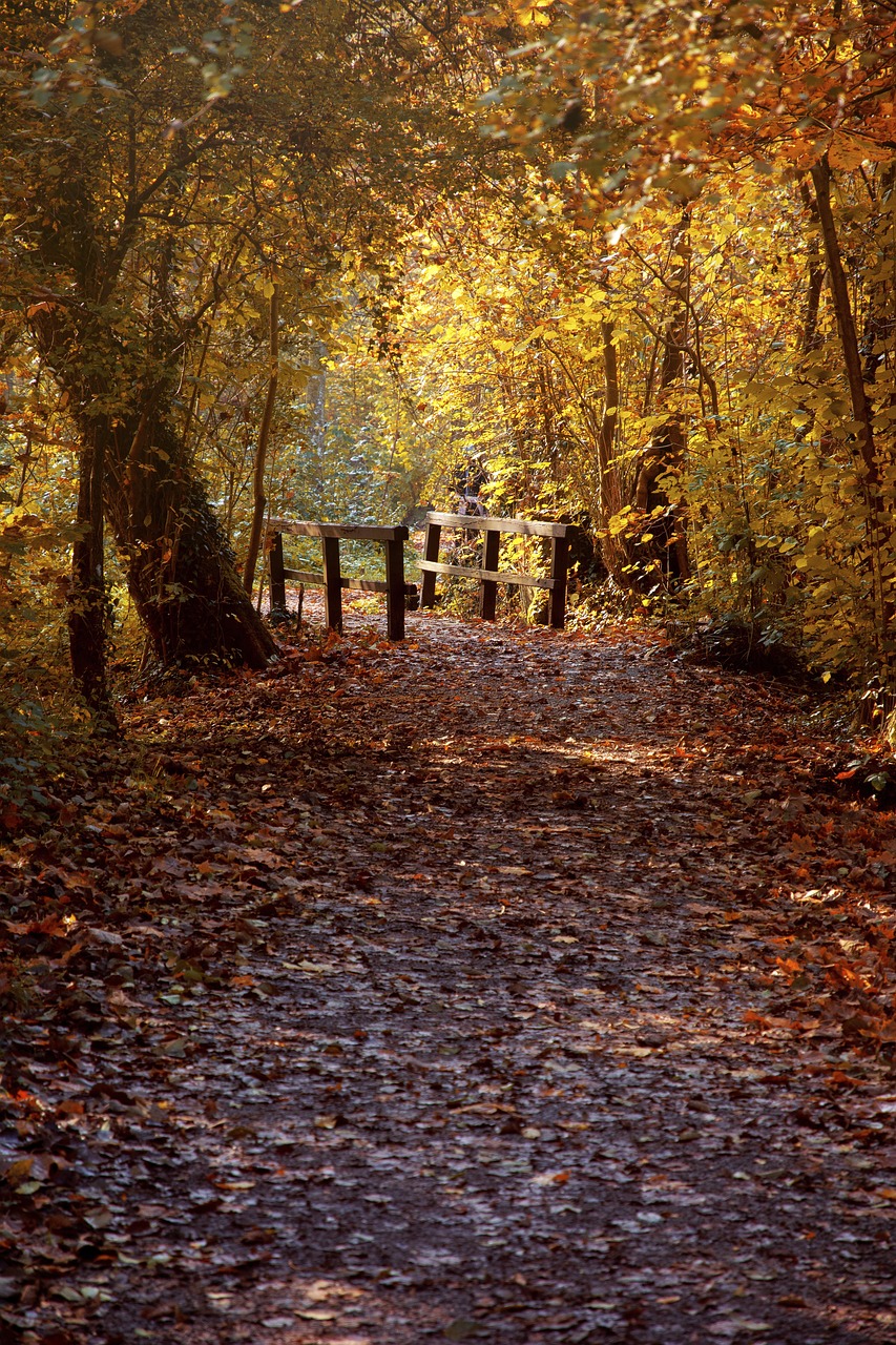 autumn heilbronn baden württemberg free photo