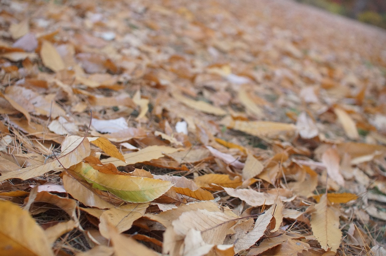 autumn leaves autumn leaves free photo