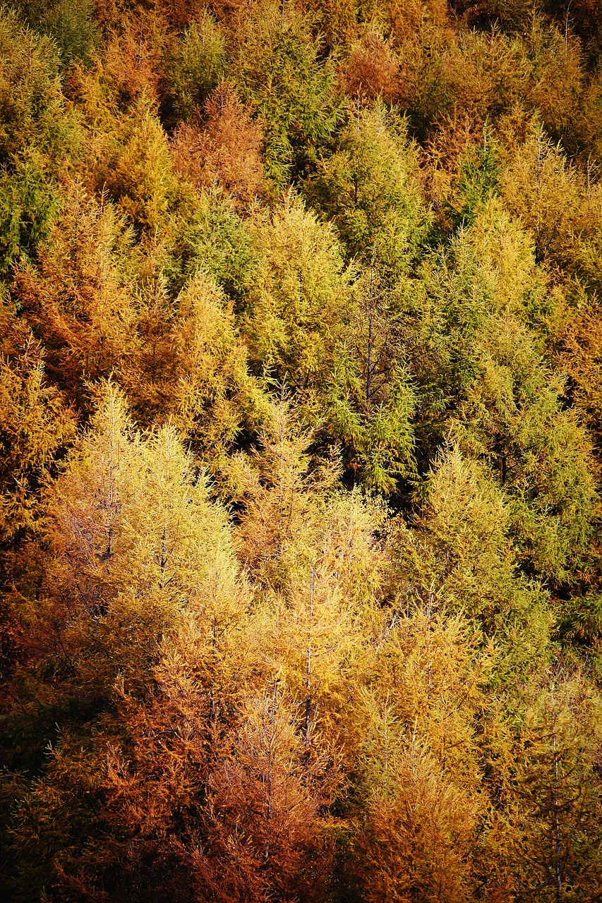 autumn taebaek autumn leaves free photo