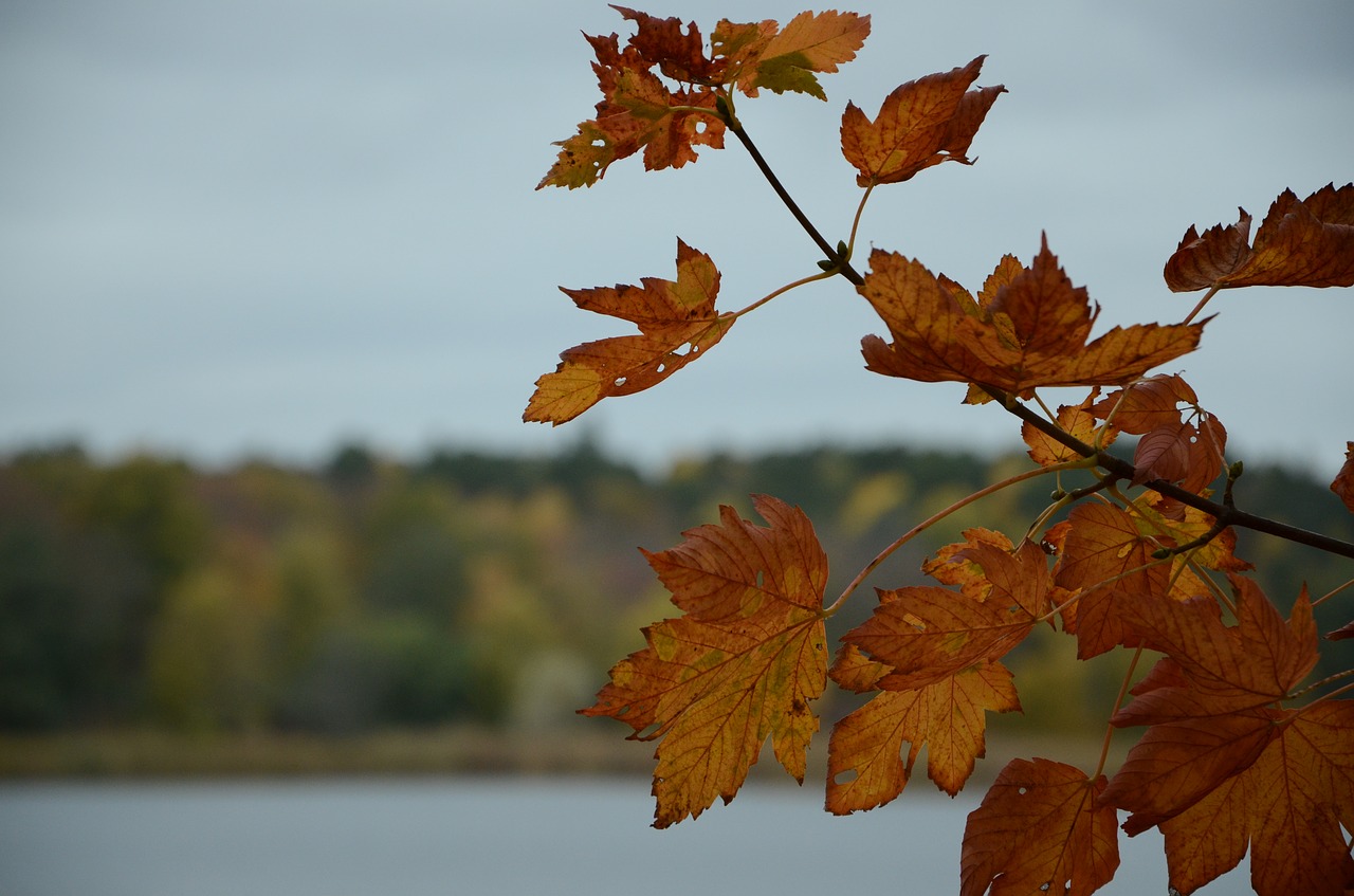 autumn tree colorful free photo