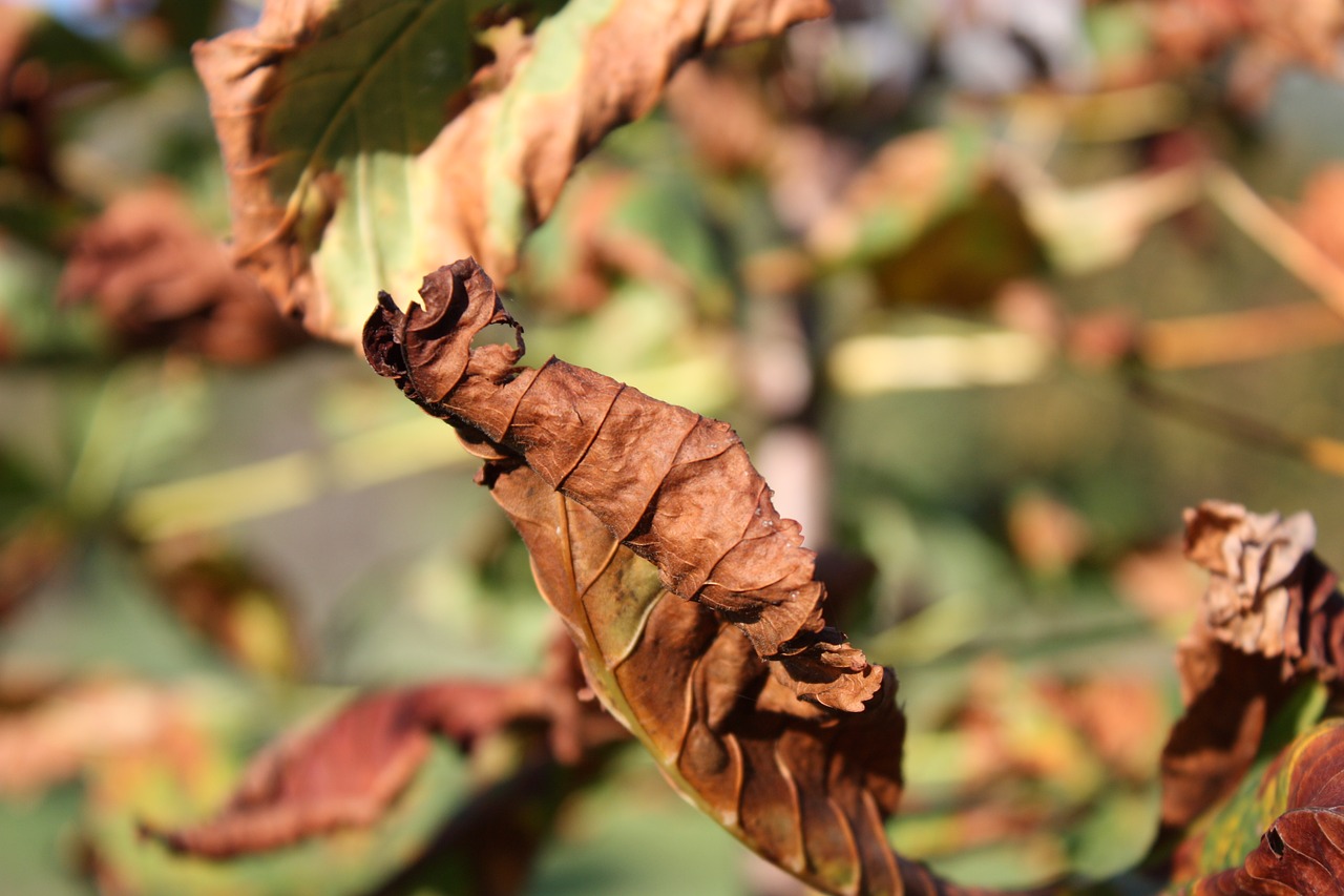 autumn brown fall free photo