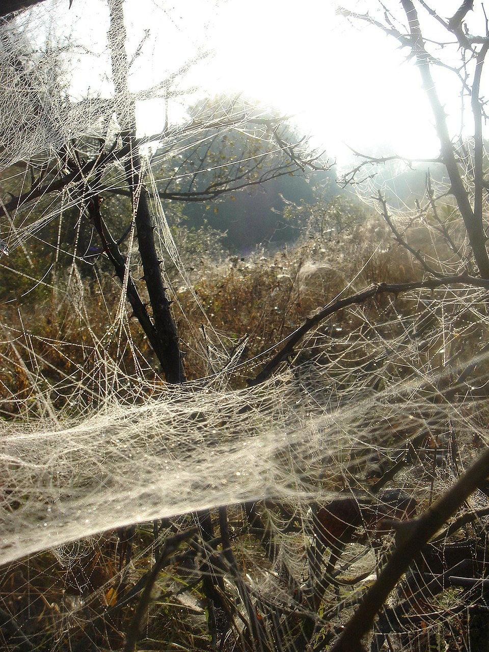 autumn web branch free photo