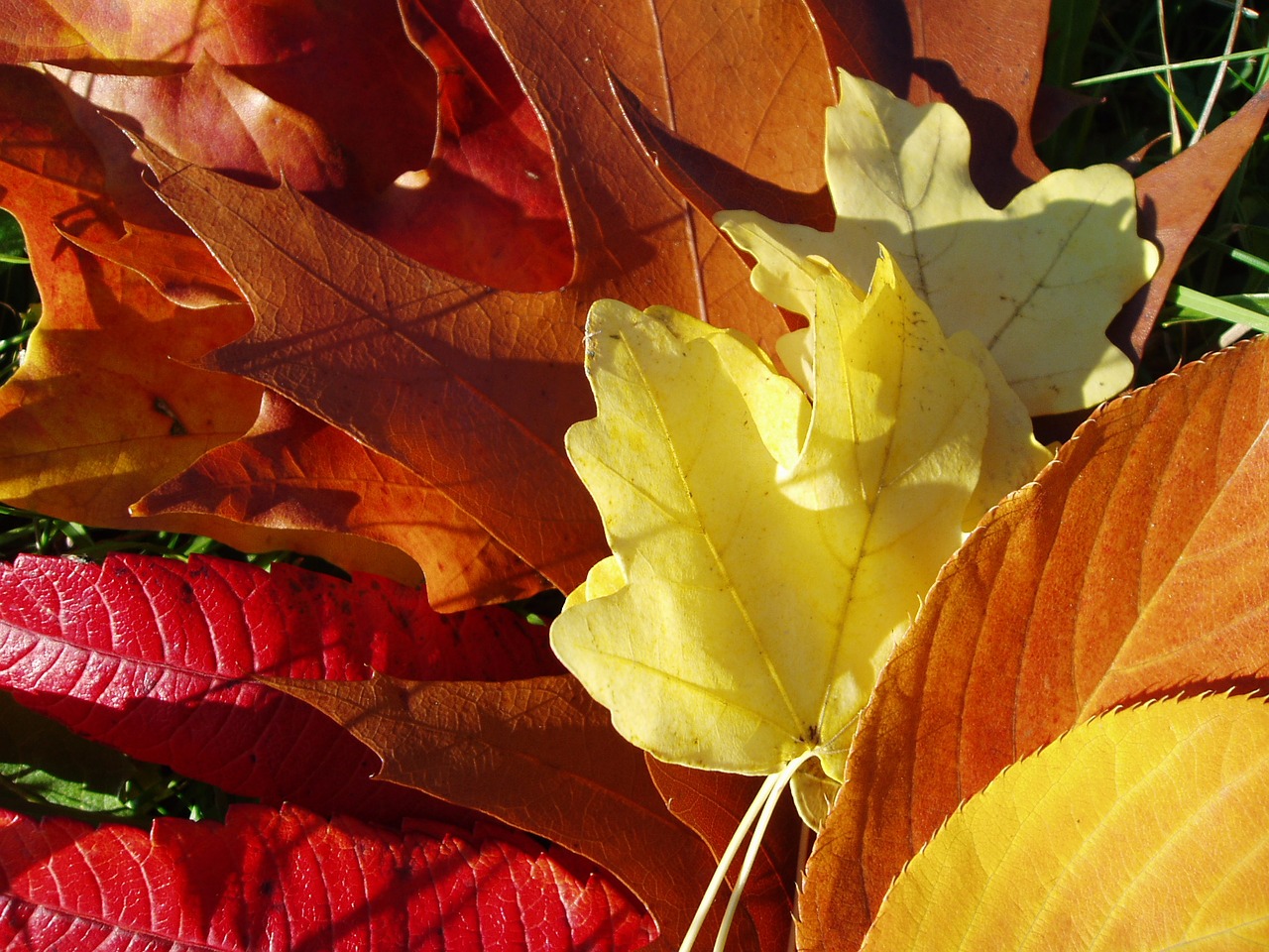 autumn foliage colors free photo