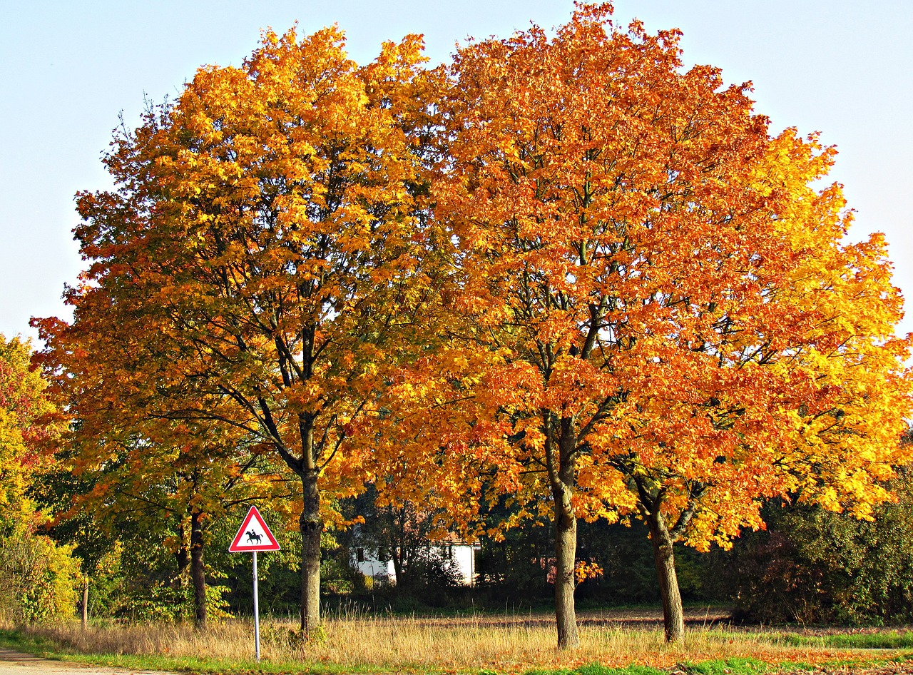 autumn tree the sun free photo