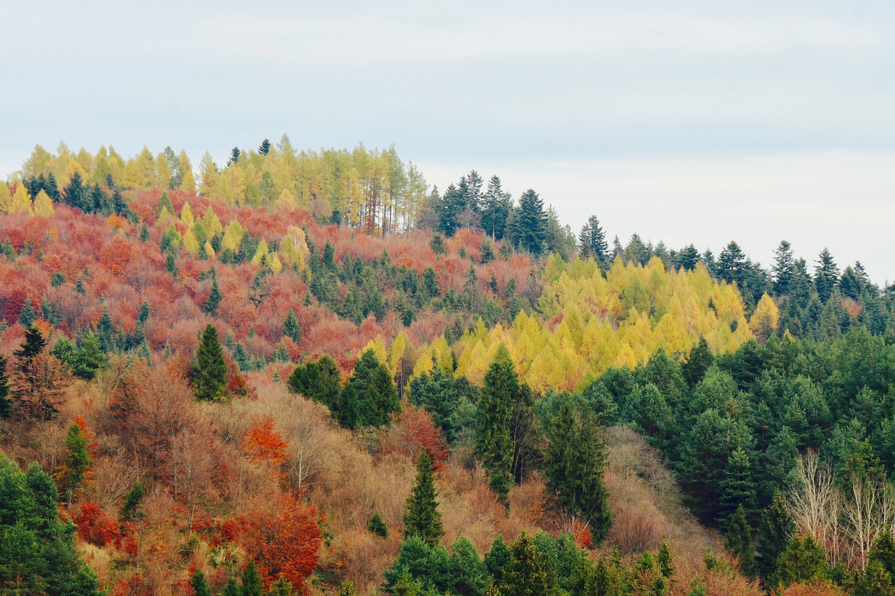 autumn forrest woods free photo