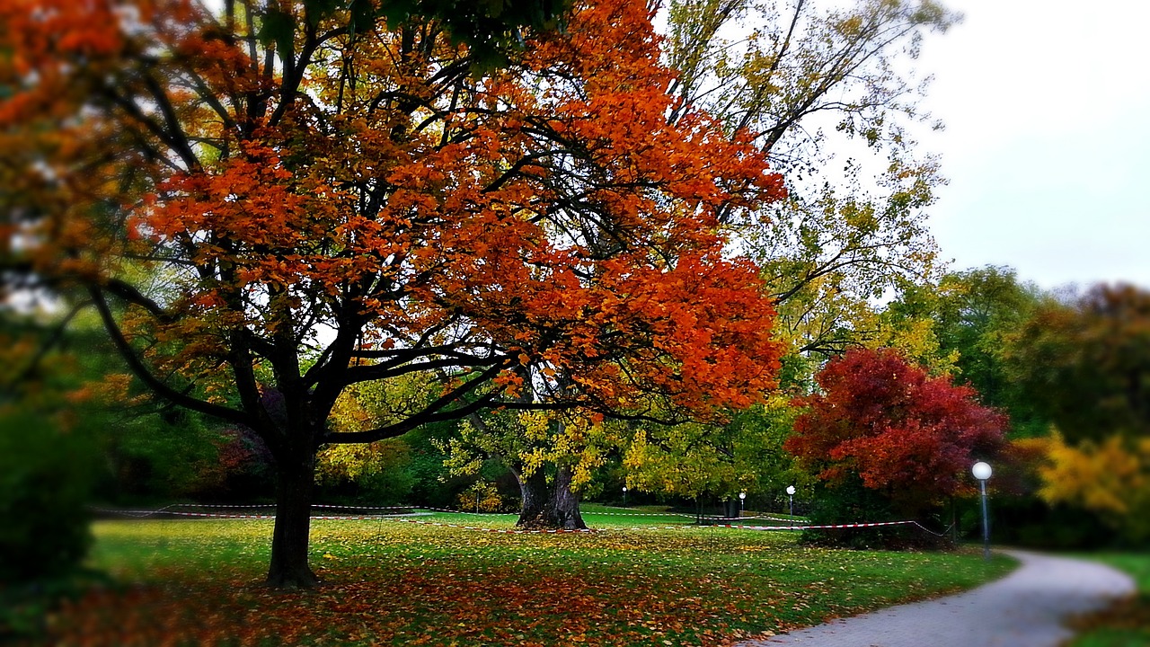 autumn foliage tree free photo