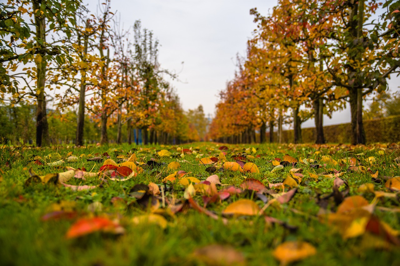 autumn leaves fall foliage free photo