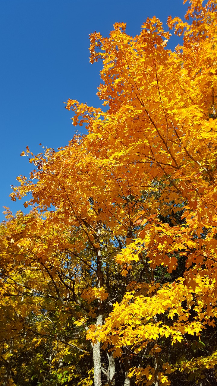 autumn michigan copper harbor free photo