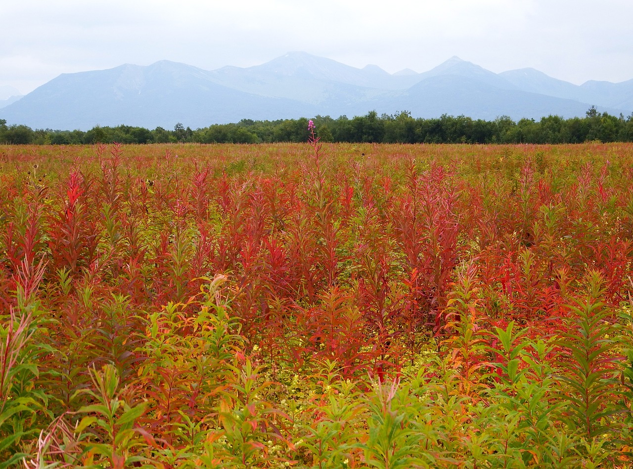 autumn forest fireweed free photo