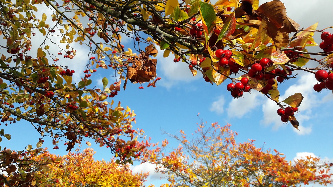 autumn leaves leaf free photo