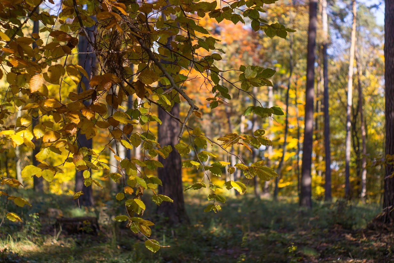 autumn forest tree free photo