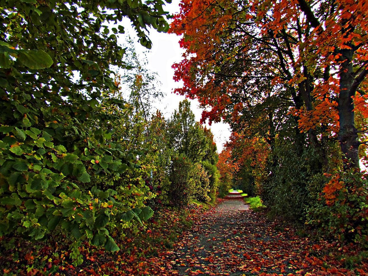 autumn foliage red free photo