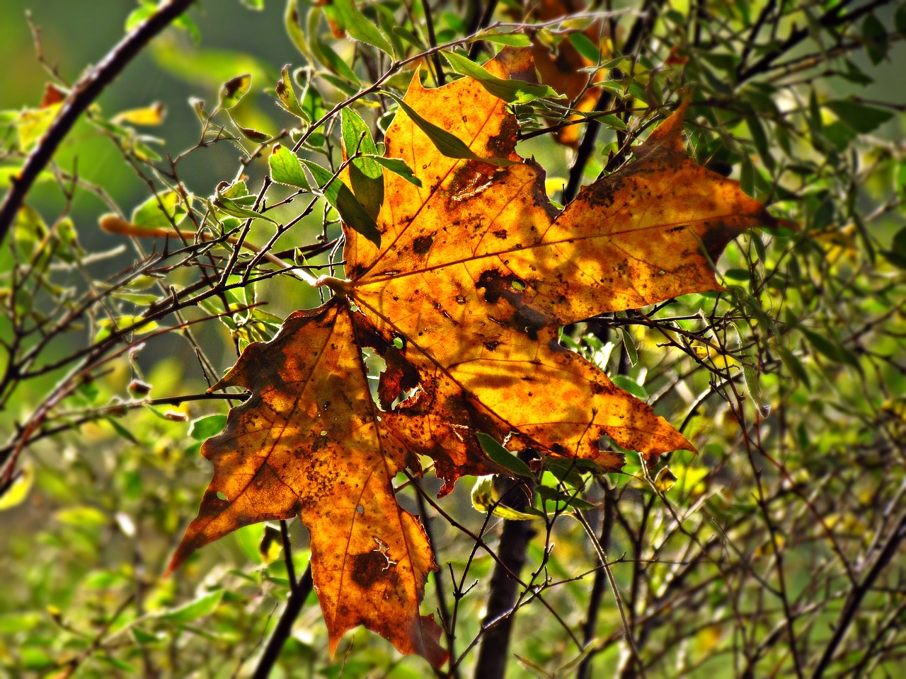 autumn foliage red free photo