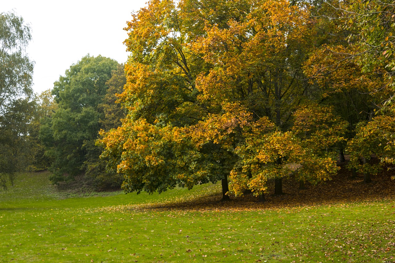 autumn park germany free photo