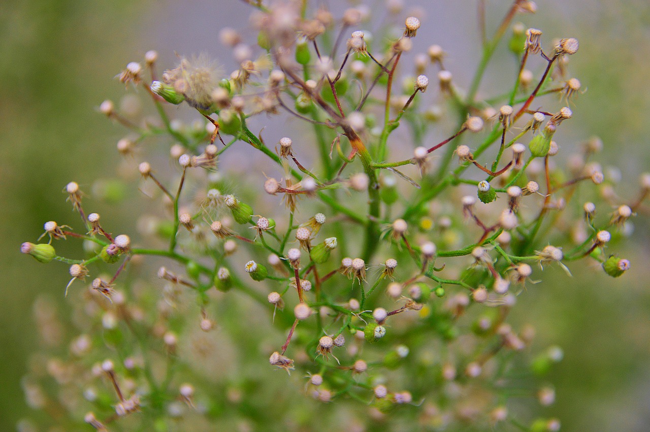 autumn plant nature free photo