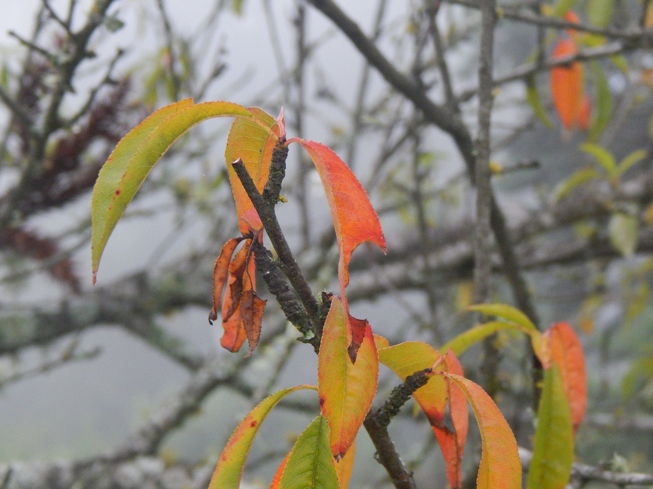 autumn leaves dry free photo