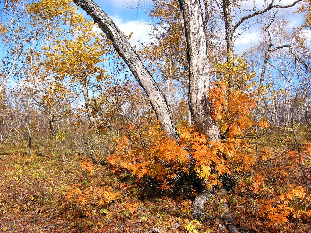 autumn forest trees free photo