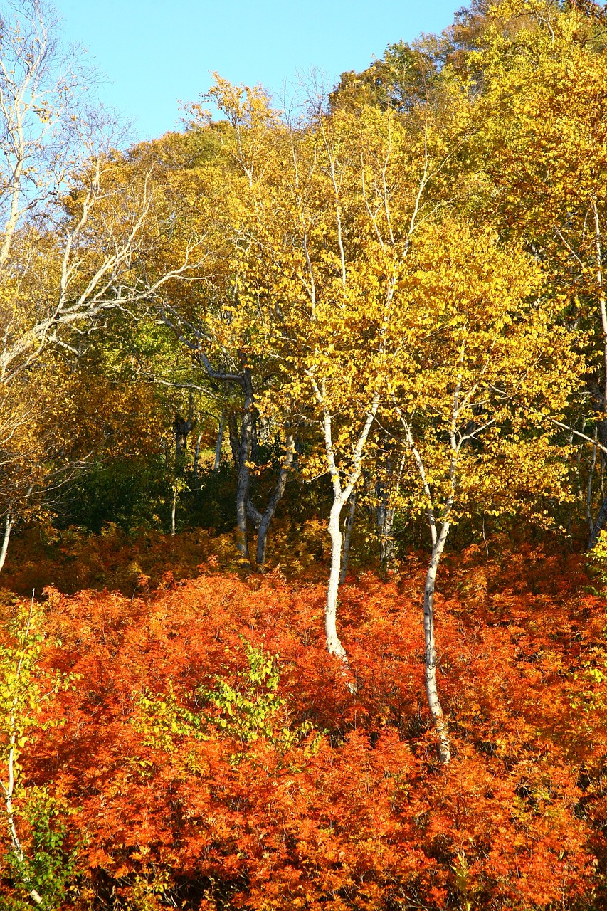 autumn forest trees free photo