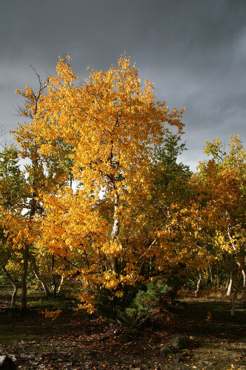 autumn forest trees free photo