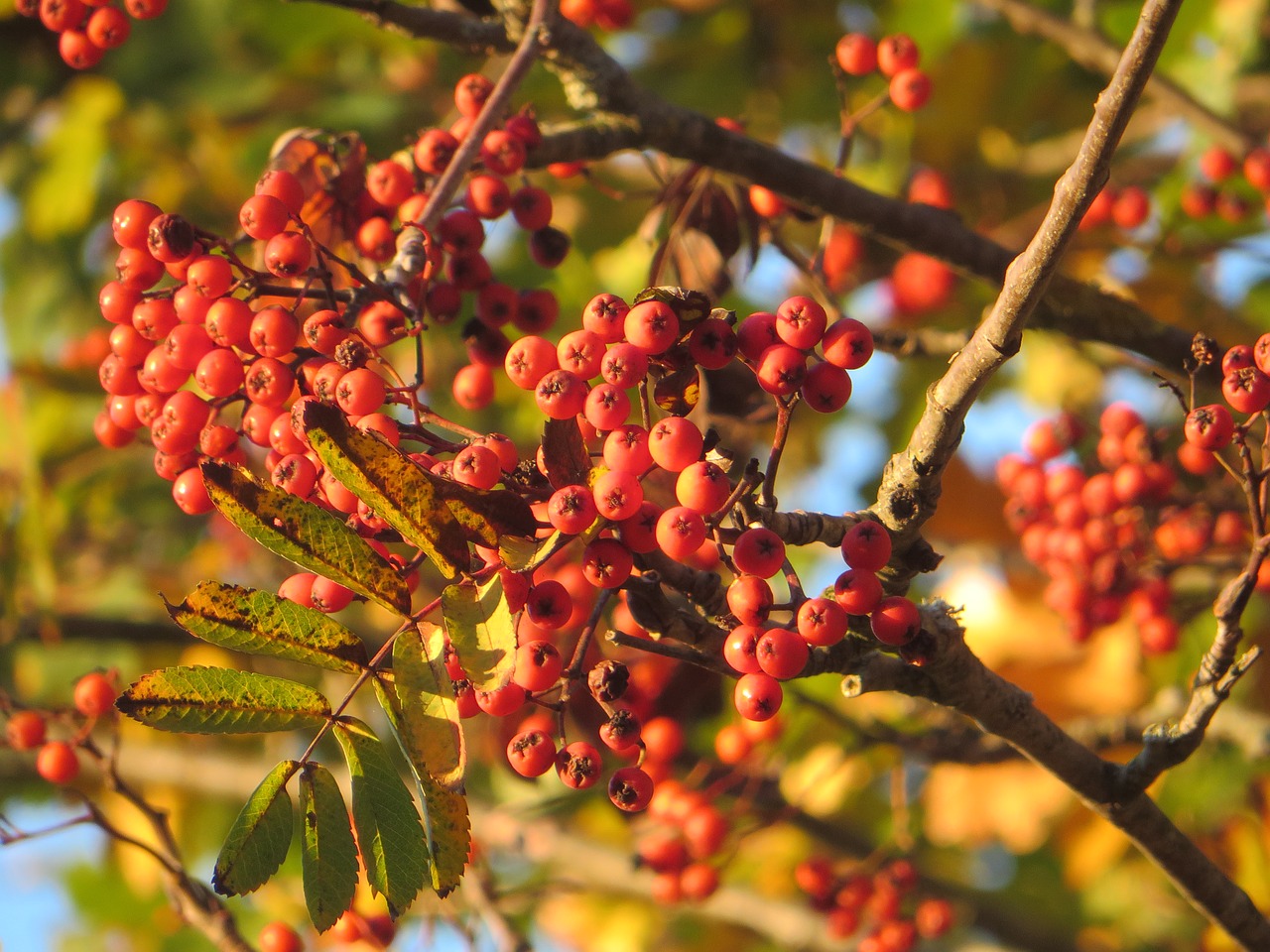 autumn sun fall color free photo