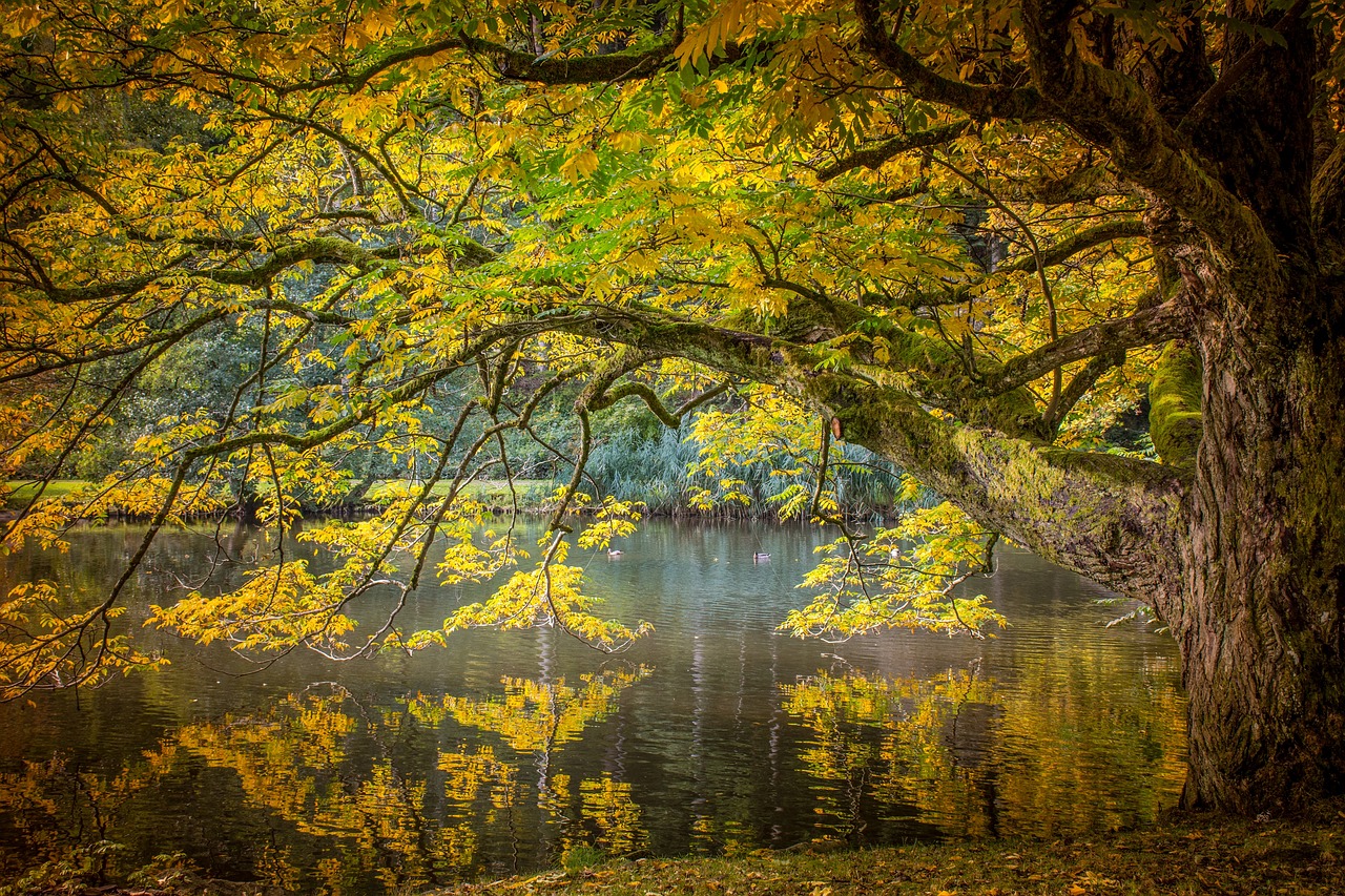 autumn tree golden autumn free photo