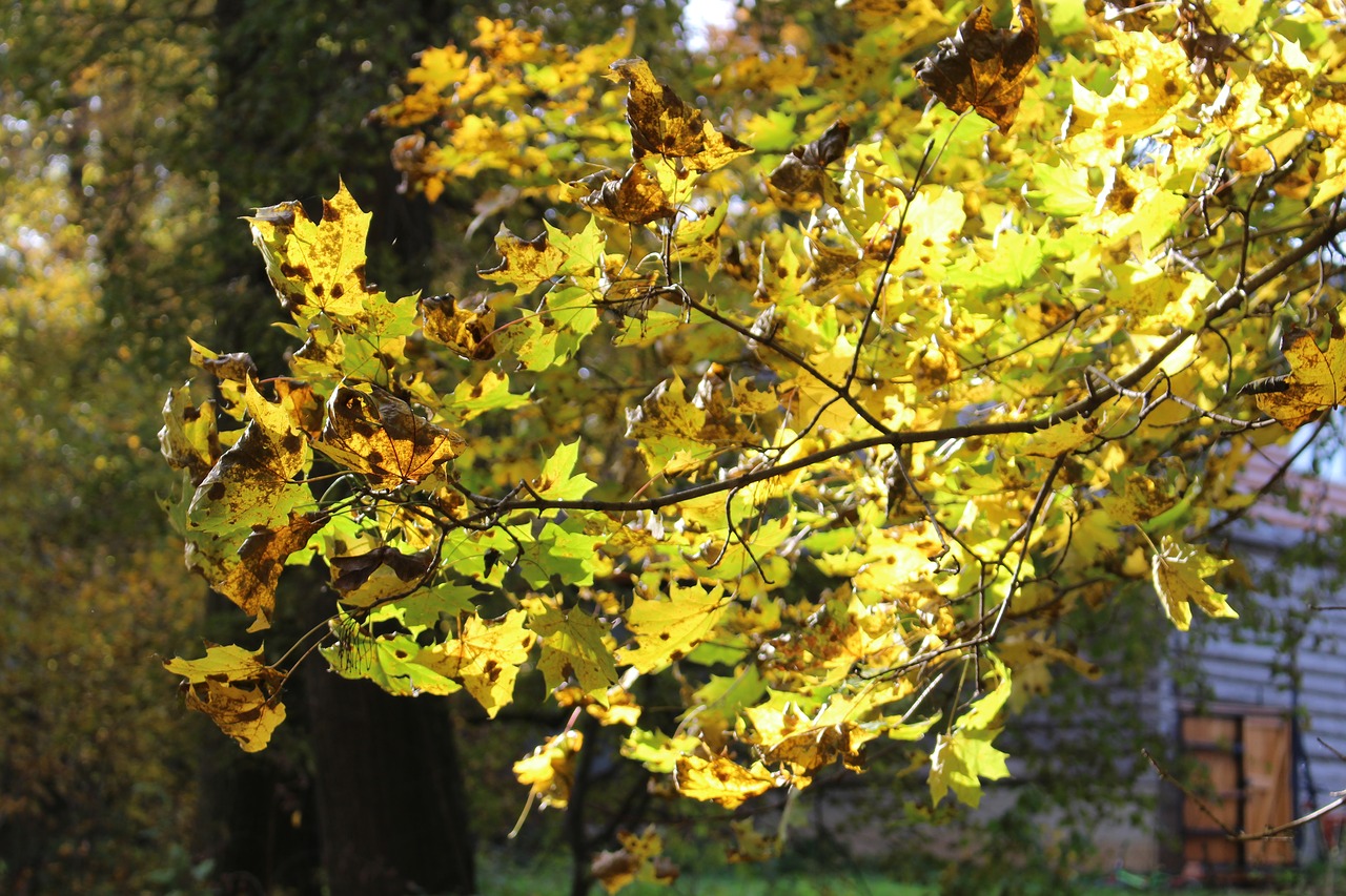 autumn yellow leaves free photo