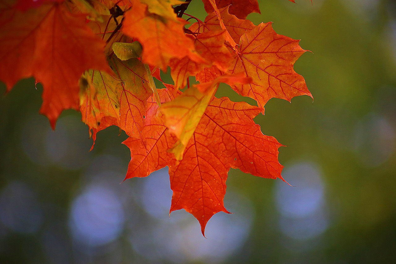 autumn beauty maple free photo
