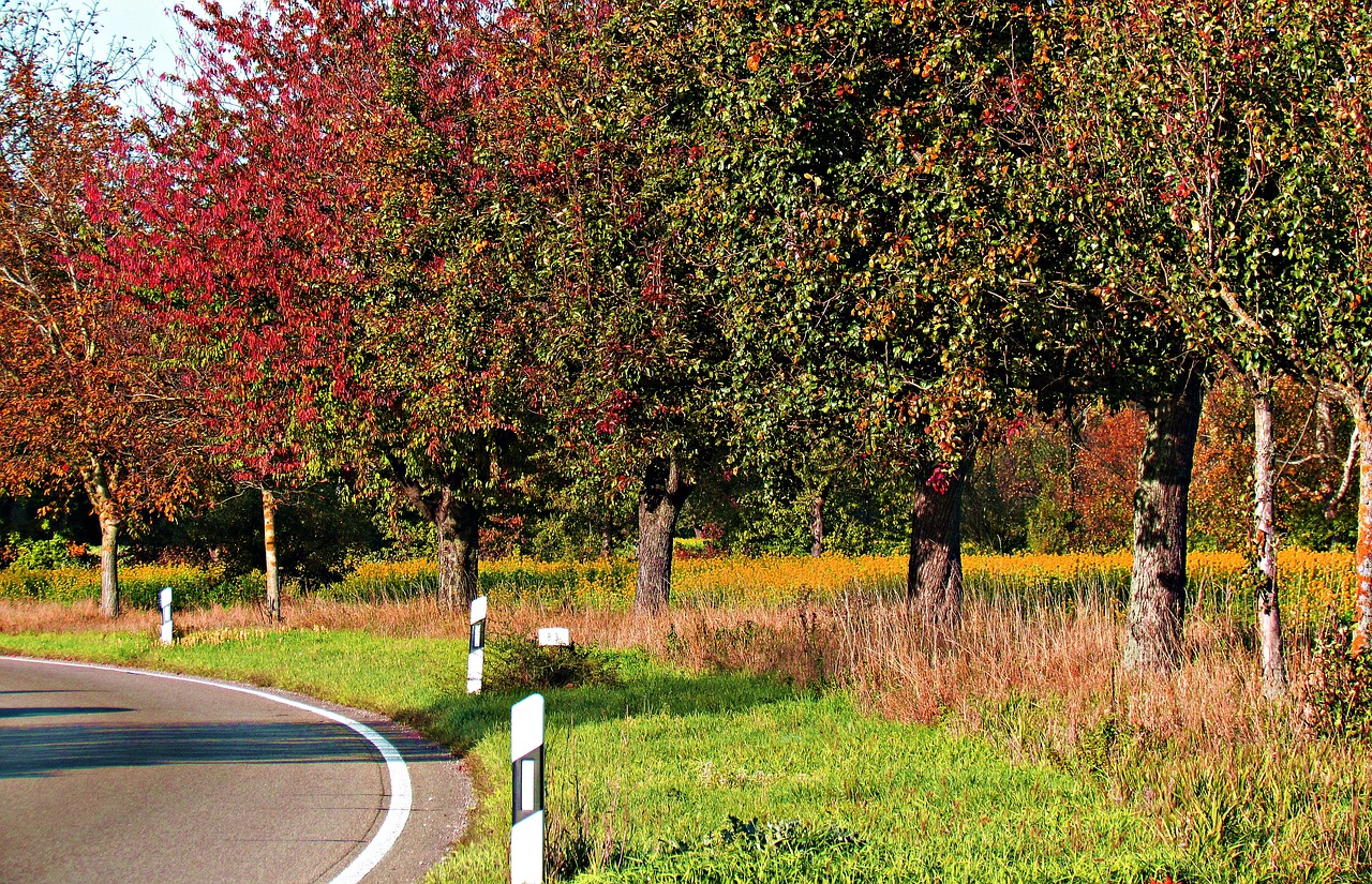 autumn tree foliage free photo