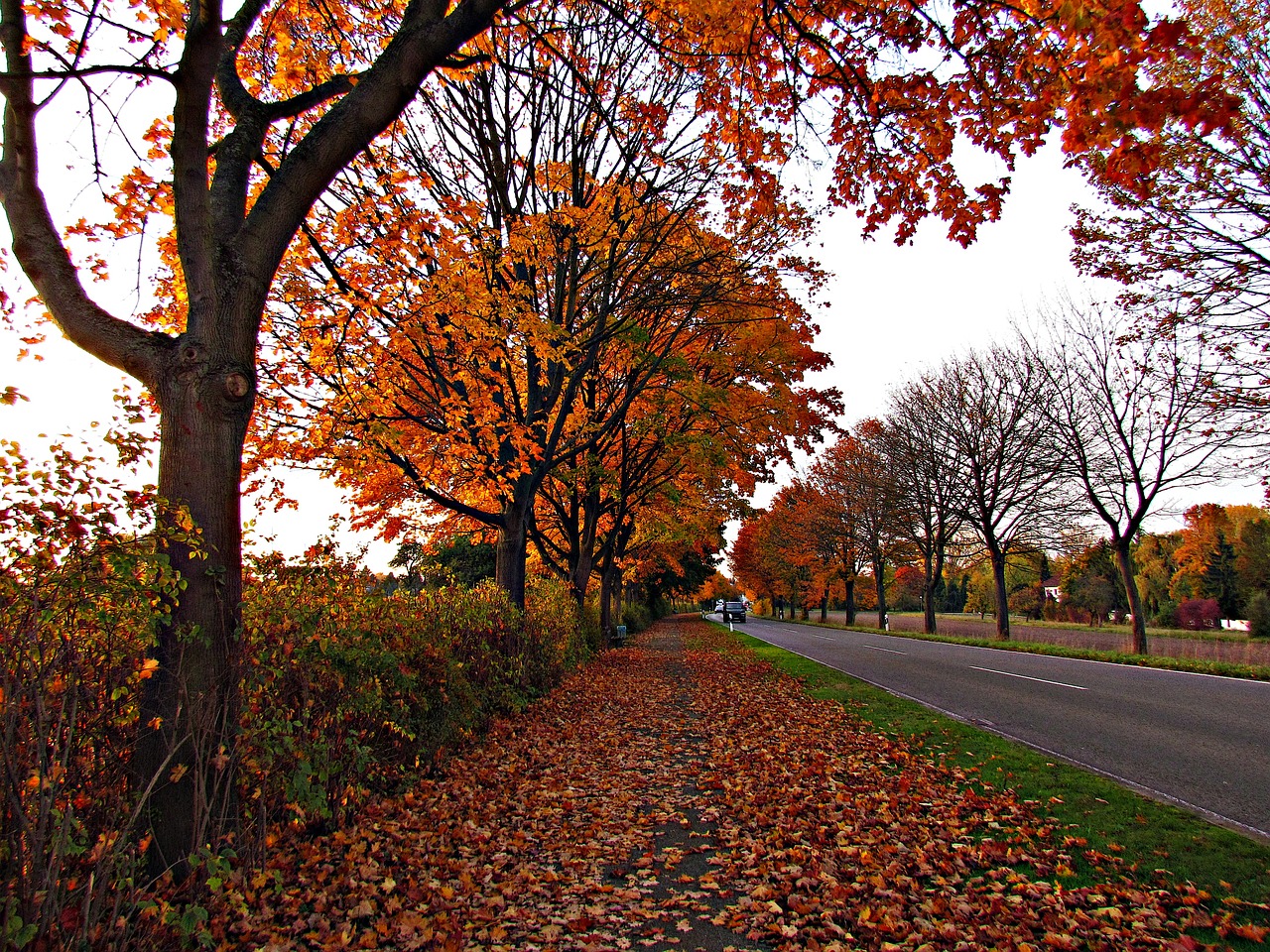 autumn red way free photo