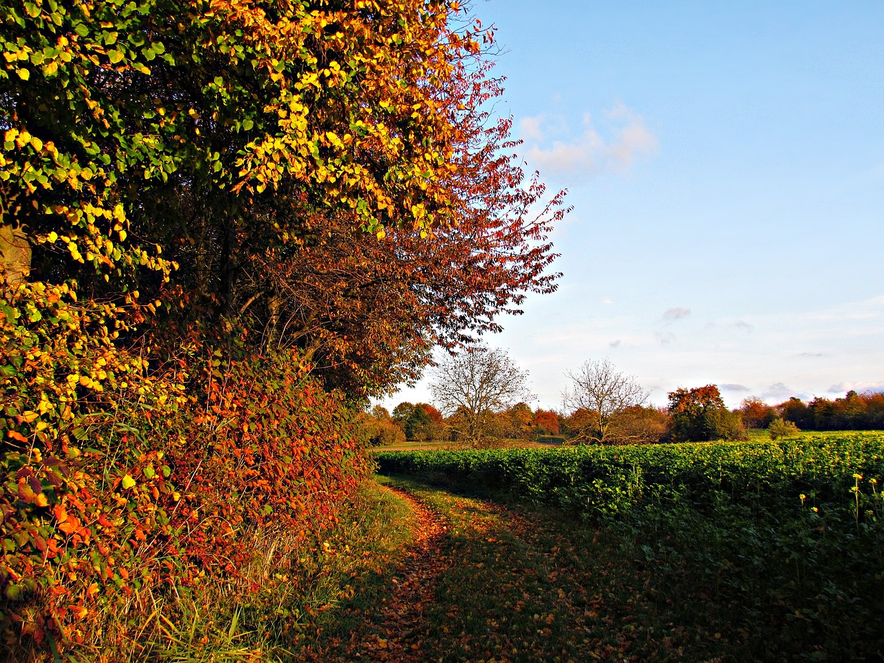 autumn foliage gold free photo