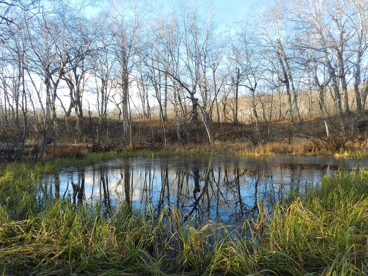 autumn forest lake free photo