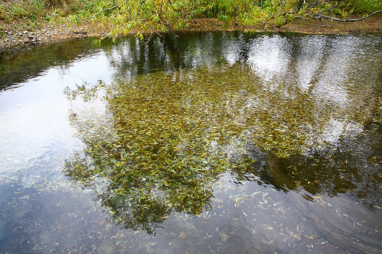 autumn fallen leaves lake free photo