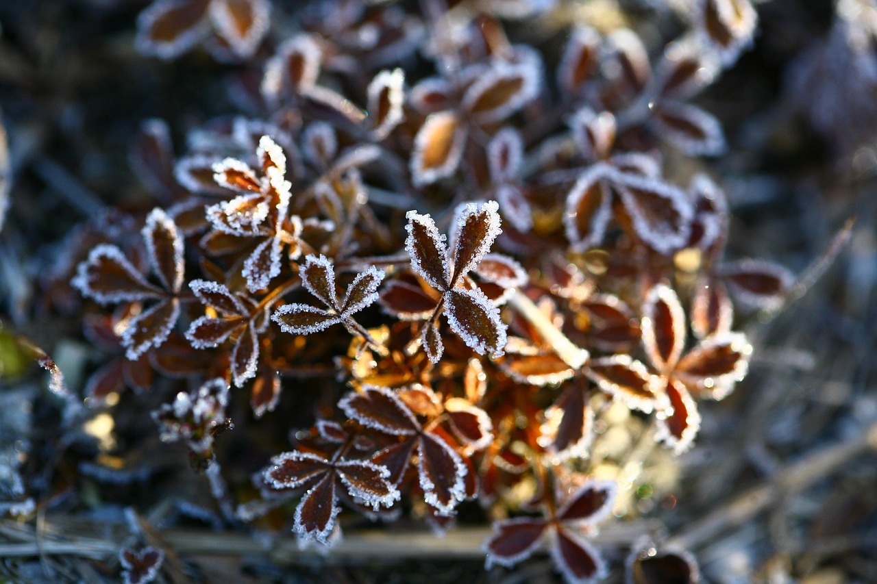 autumn the first frost leann free photo