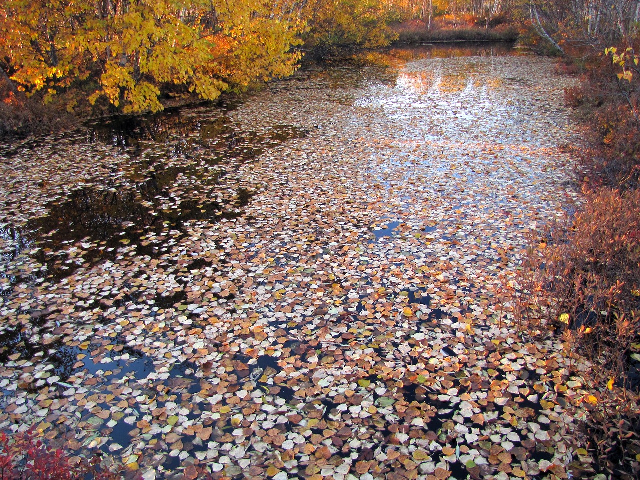 autumn fallen leaves lake free photo