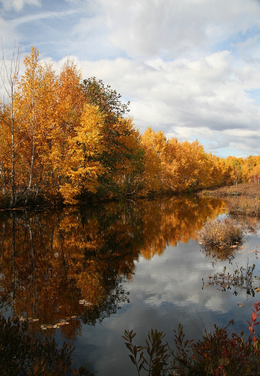 autumn forest lake free photo