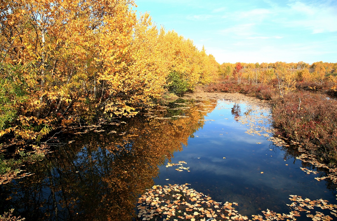 autumn fallen leaves lake free photo