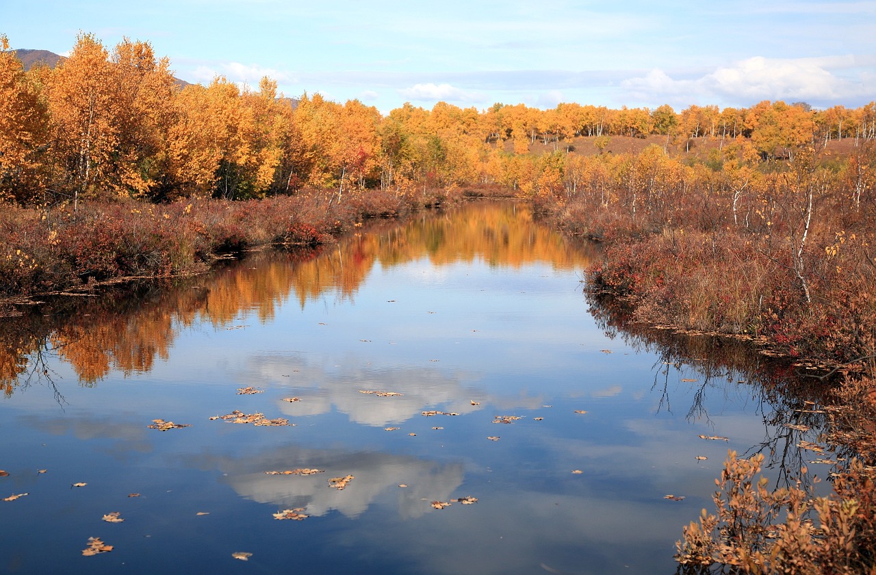 autumn forest lake free photo