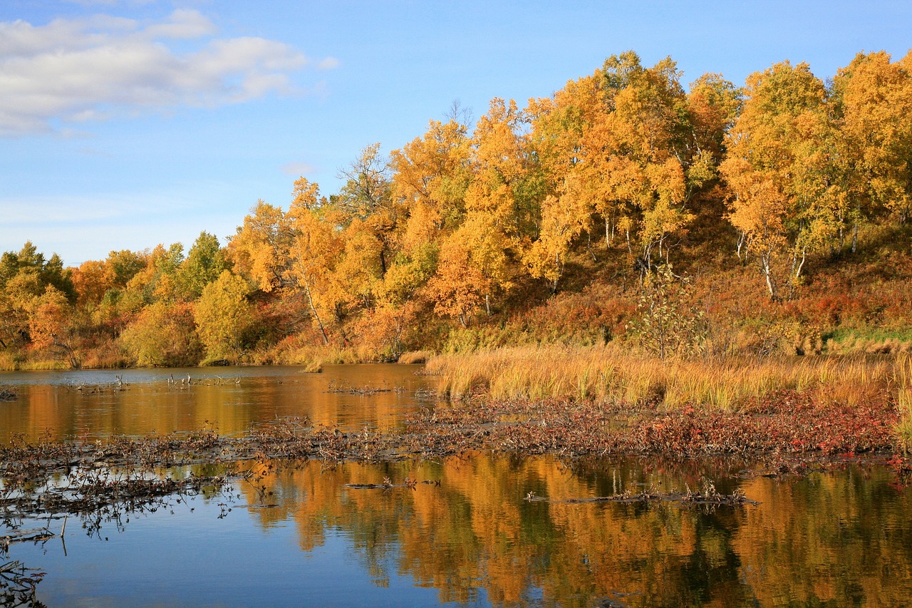 autumn forest lake free photo