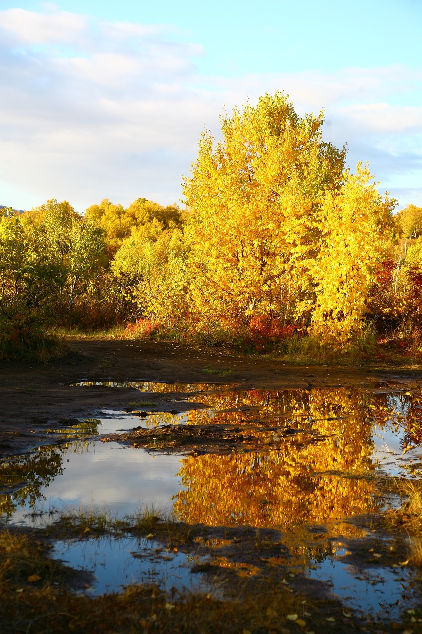 autumn forest lake free photo