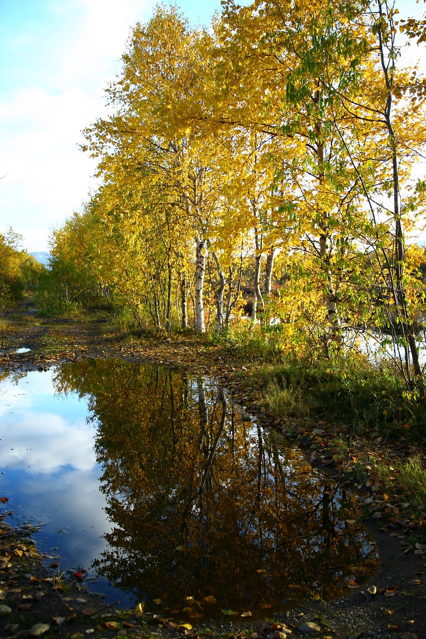 autumn forest lake free photo