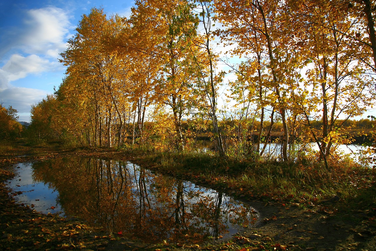 autumn forest lake free photo