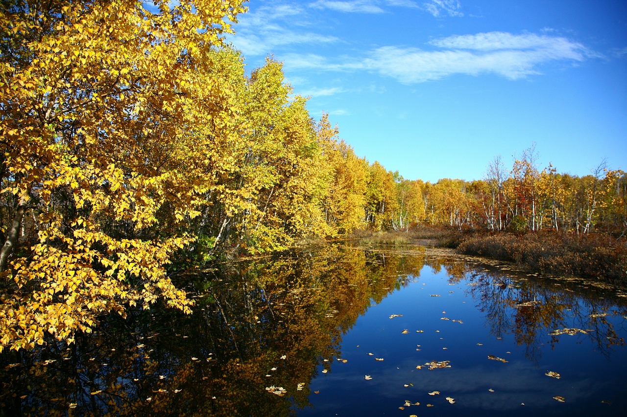 autumn forest lake free photo