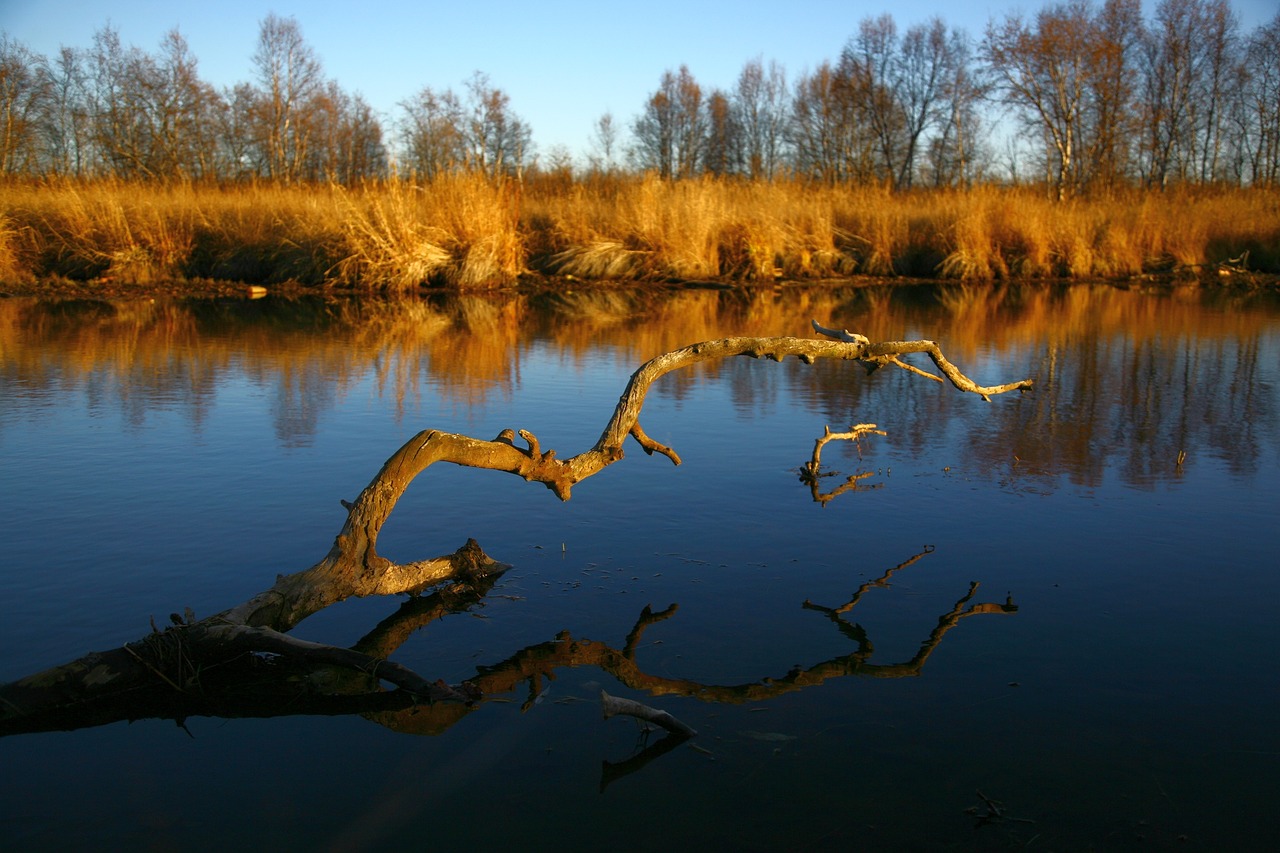 autumn forest lake free photo