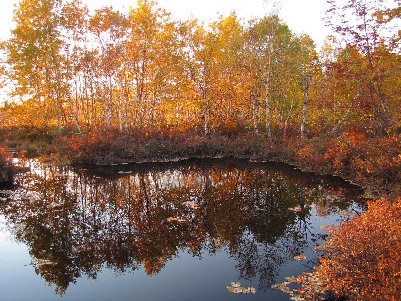 autumn forest lake free photo